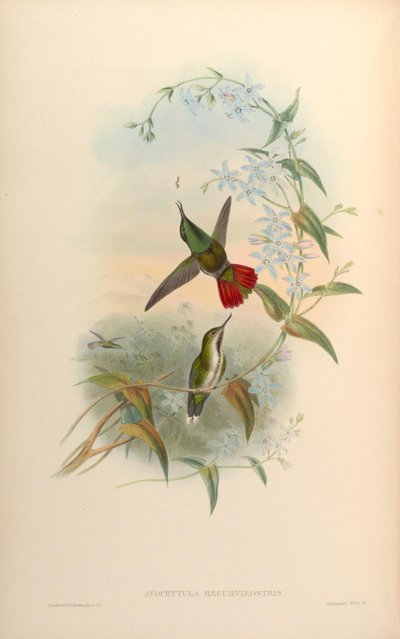 Avocettula recurvirostris da John Gould